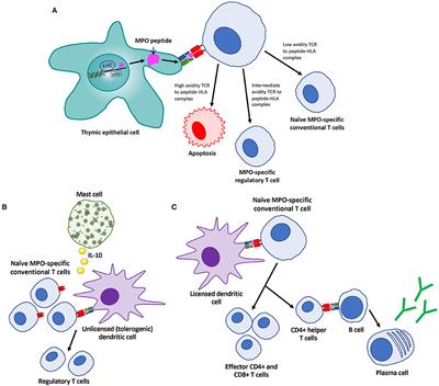 Frontiers | Animal Models Of ANCA Associated Vasculitis